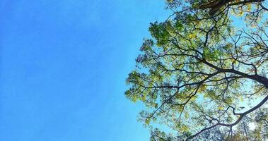 blue sky with green trees seen from below photo