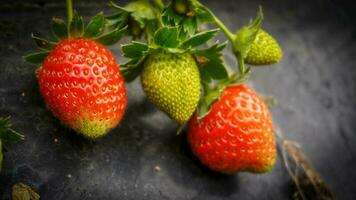 Ripe and underripe strawberries on a tree in a strawberry garden photo