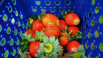 Red Delight Juicy Strawberries Captured in a Display Container photo