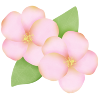 Beautiful pink and white flower png