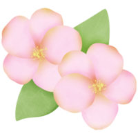 lindo Rosa e branco flor png