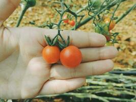 The tomato plant photo