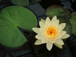 The yellow lotus flower is blooming photo