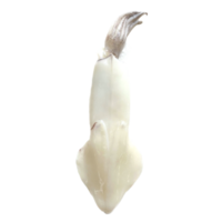 Raw Squid ingredient for cooking. png