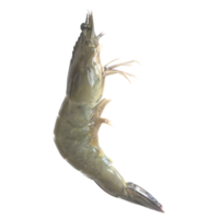 Frais crevettes ingrédient pour cuisson. png