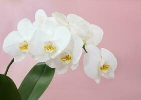 Branch of white orchid flowers with leaf on pink background. Floral card, congratulations on birthday, international women's and mother's day. Copy space photo