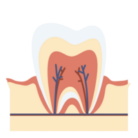 Anatomy tooth molar tooth icon dental healthy tooth orthodontic png