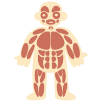 sangue sistema corpo png