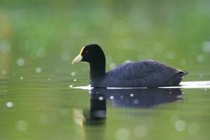 a black duck floating on the water with a yellow beak photo