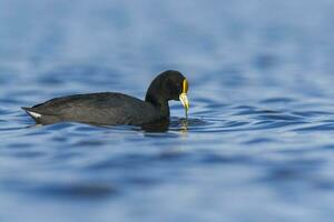 a black duck floating on the water with a yellow beak photo