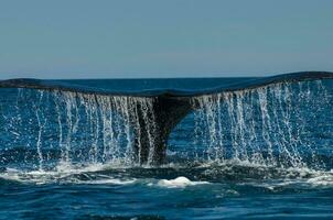 Big whale jumping in the water photo