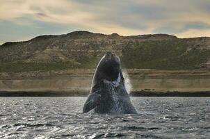 Big whale jumping in the water photo