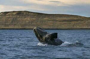 Big whale jumping in the water photo