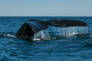 Big whale jumping in the water photo