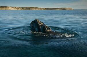 Big whale jumping in the water photo