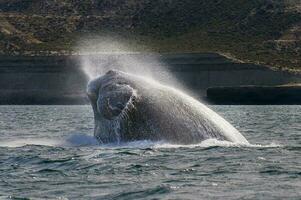 Big whale jumping in the water photo