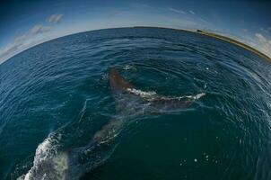 Big whale jumping in the water photo