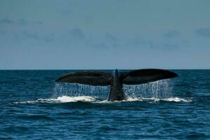 grande ballena saltando en el agua foto