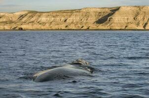 Big whale jumping in the water photo