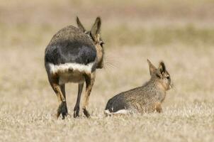 Small cavis on a field photo