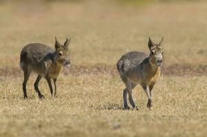 Small cavis on a field photo