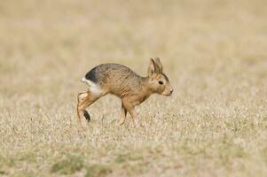 Small cavis on a field photo