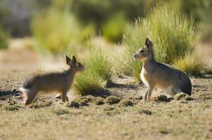 Small cavis on a field photo