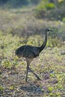 Rhea Americana in the Argentinian pampas photo