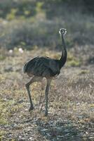 Rhea Americana in the Argentinian pampas photo