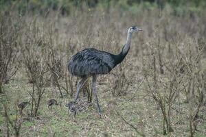 Rhea Americana in the Argentinian pampas photo