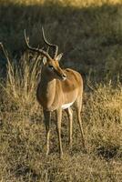 Gazelles in African Safari photo