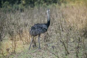 Rhea Americana in the Argentinian pampas photo