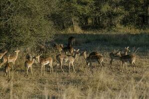 Gazelles in African Safari photo