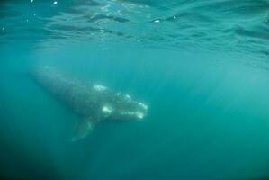 a gray whale swimming in the ocean photo