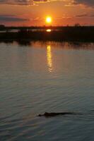 Alligators in Argentinian nature reserve habitat photo