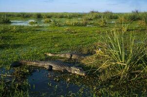 Alligators in Argentinian nature reserve habitat photo