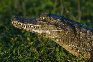 caimanes en argentino naturaleza reserva habitat foto