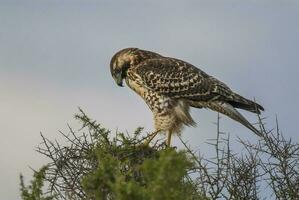 a hawk is perched on top of a tree branch photo