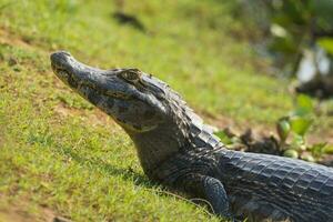 Alligators in Argentinian nature reserve habitat photo