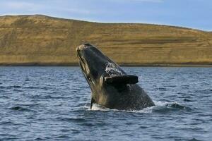 Big whale jumping in the water photo