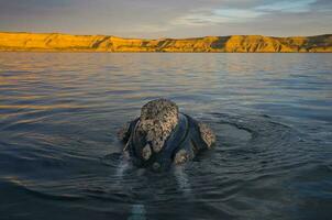 Big whale jumping in the water photo