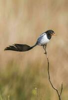 hermosa pequeño alectruro Risora pájaro en sur America foto