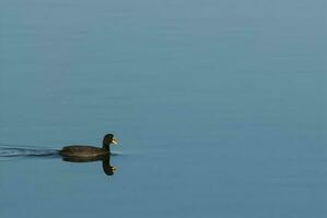 Black duck swimming photo