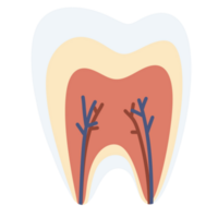 Anatomy tooth molar tooth icon dental healthy tooth orthodontic png