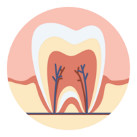 Anatomy tooth molar tooth icon dental healthy tooth orthodontic png