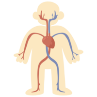 body blood system png