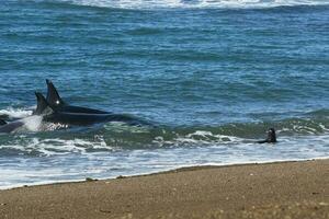 Orca hunting sea lions, Punta Norte Nature reserve, Peninsula Valdes, Patagonia Argentina photo