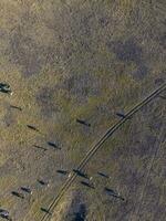 Steers fed with natural grass, Pampas, Argentina photo