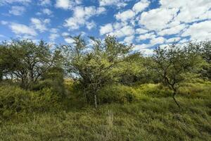 caldén bosque paisaje, la pampa provincia, Patagonia, argentina. foto