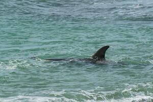 Orcas hunting sea lions, Patagonia , Argentina photo